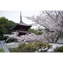 西國寺の桜