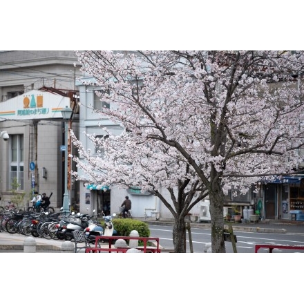長江口の桜