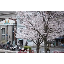長江口の桜