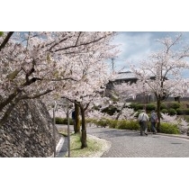桜咲く千光寺公園