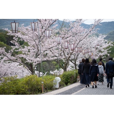 桜咲く千光寺公園