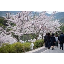 桜咲く千光寺公園