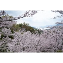 桜咲く千光寺公園