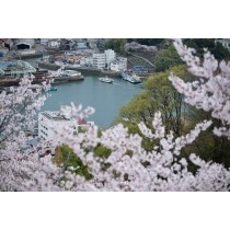 桜咲く千光寺公園