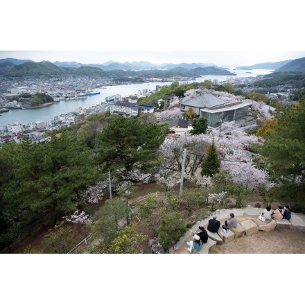 桜咲く千光寺公園
