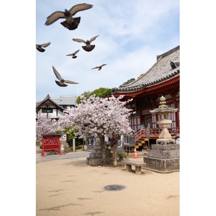 浄土寺の桜風景