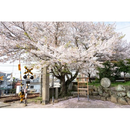 久保八幡神社の桜