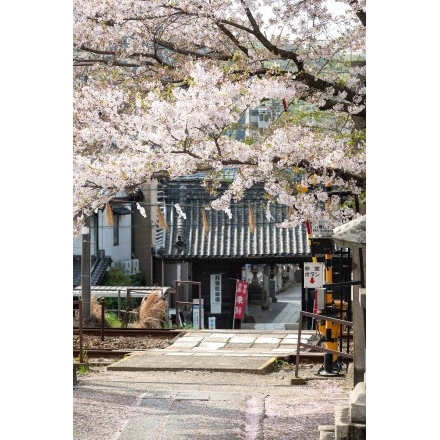久保八幡神社の桜