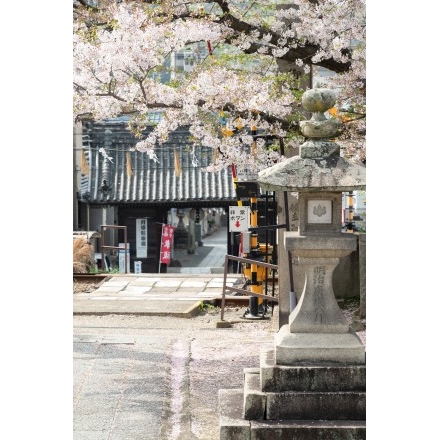 久保八幡神社の桜
