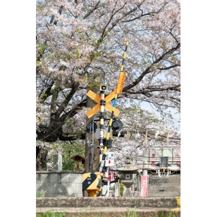 久保八幡神社の桜