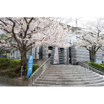 尾道市立中央図書館の桜