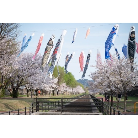 黒崎水路のこいのぼりと桜