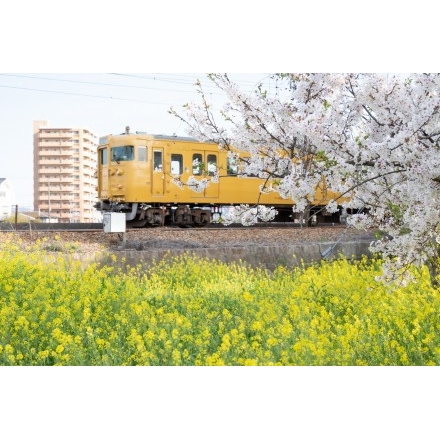 菜の花と電車