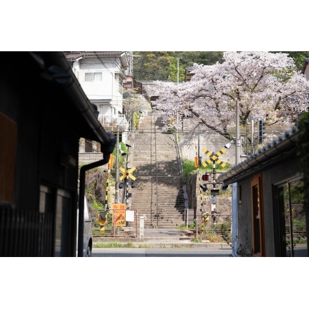 桜咲く持光寺の参道