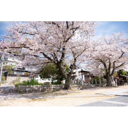 宝土寺の桜