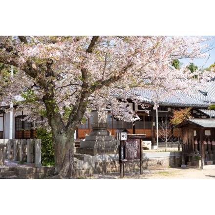 宝土寺の桜