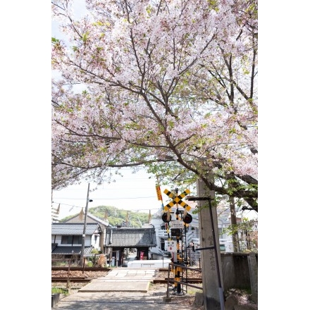 久保八幡神社の桜