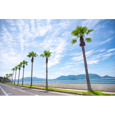 生口島のヤシの並木