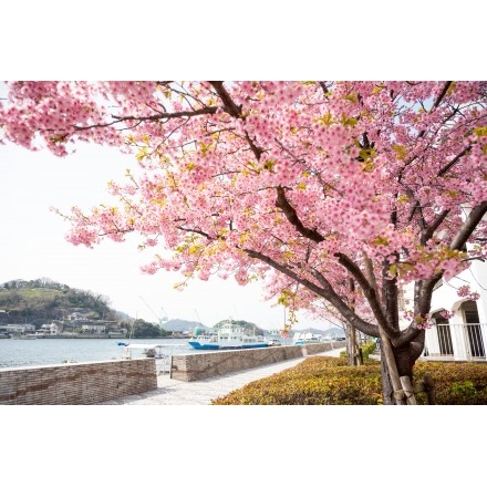 尾道水道沿いの河津桜の並木