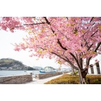尾道水道沿いの河津桜の並木
