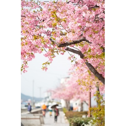 尾道水道沿いの河津桜の並木