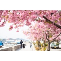 尾道水道沿いの河津桜の並木