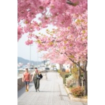 尾道水道沿いの河津桜の並木