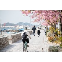尾道水道沿いの河津桜の並木