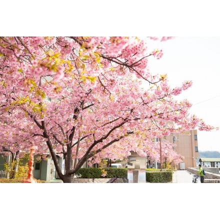 尾道水道沿いの河津桜の並木