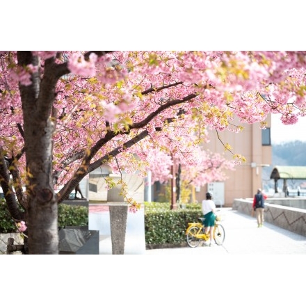 尾道水道沿いの河津桜の並木