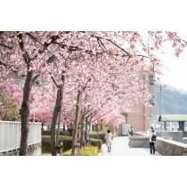 尾道水道沿いの大漁桜の並木