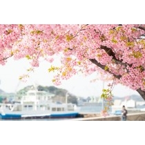 河津桜越しに見る渡船