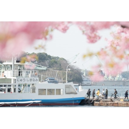 河津桜越しに見る渡船