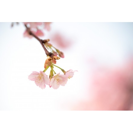 尾道水道沿いに咲く河津桜