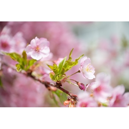 尾道水道沿いに咲く河津桜