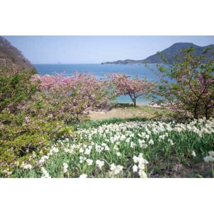 船隠し公園の春風景
