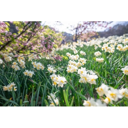 船隠し公園の春風景