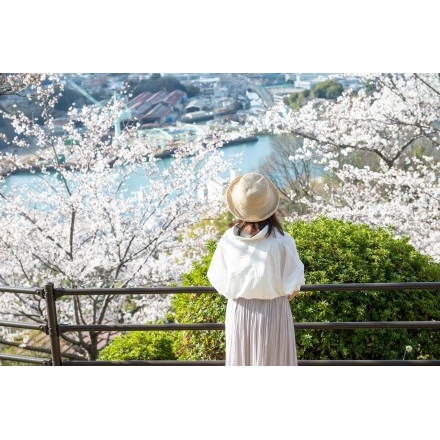 千光寺公園の花見