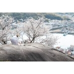 鼓岩と桜