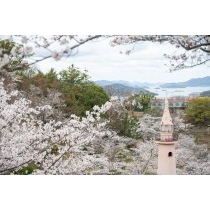 桜満開の千光寺公園