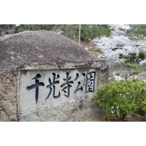 桜満開の千光寺公園