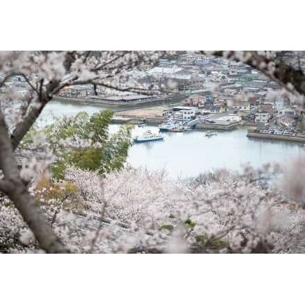 桜満開の千光寺公園から見る尾道水道