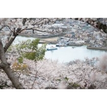 桜満開の千光寺公園から見る尾道水道