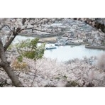 桜満開の千光寺公園から見る尾道水道