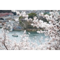 桜満開の千光寺公園から見る尾道水道