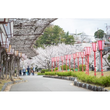 桜満開の千光寺公園