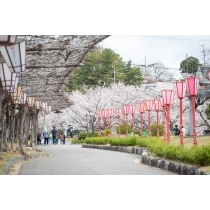 桜満開の千光寺公園