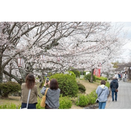 桜満開の千光寺公園