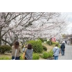 桜満開の千光寺公園