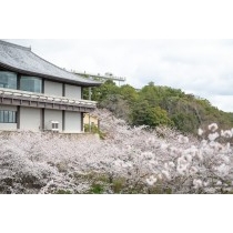 桜満開の千光寺公園